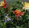 wf_columbine_mixed.jpg